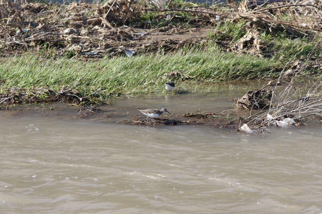 Green Sandpiper