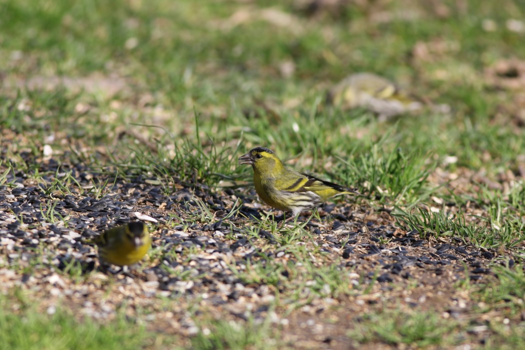 Eurasian Siskin
