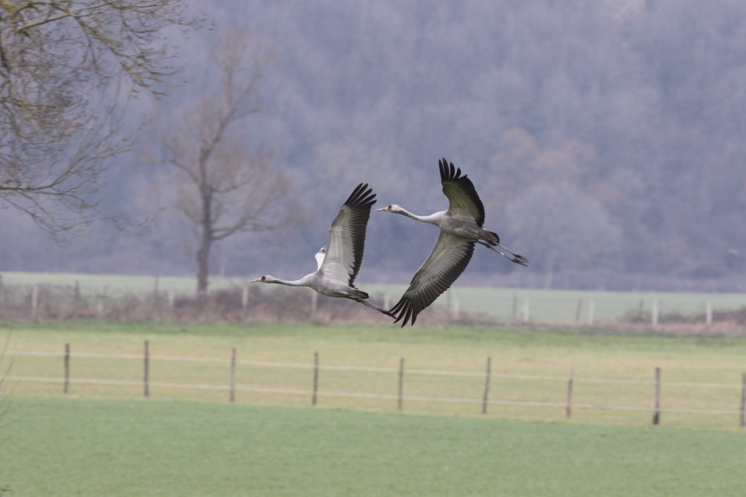 Common Crane