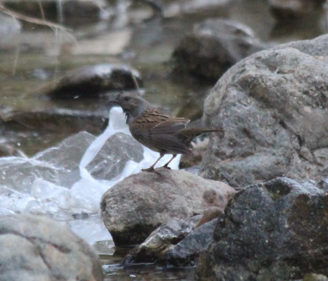 Dunnock