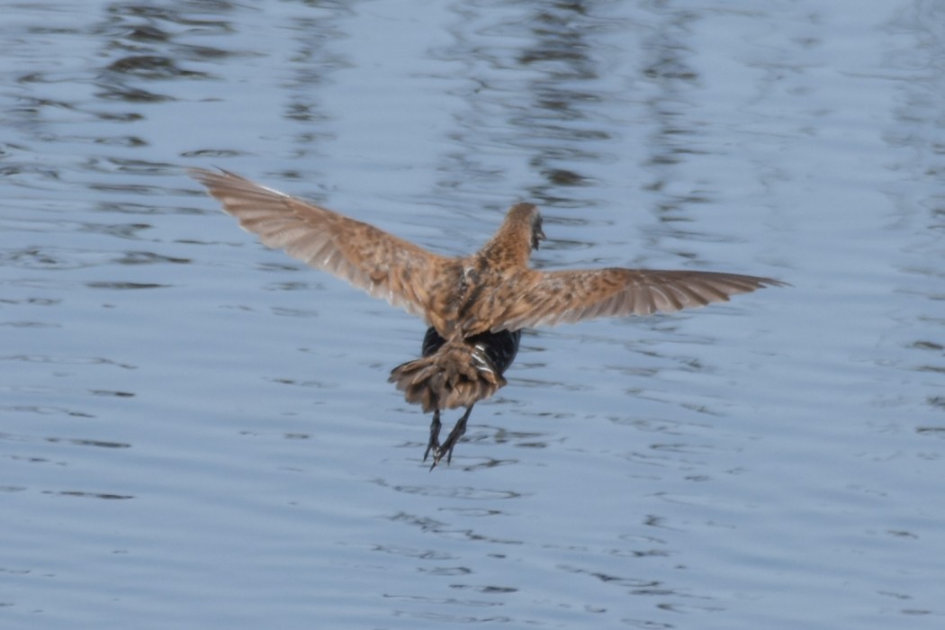 Water Rail