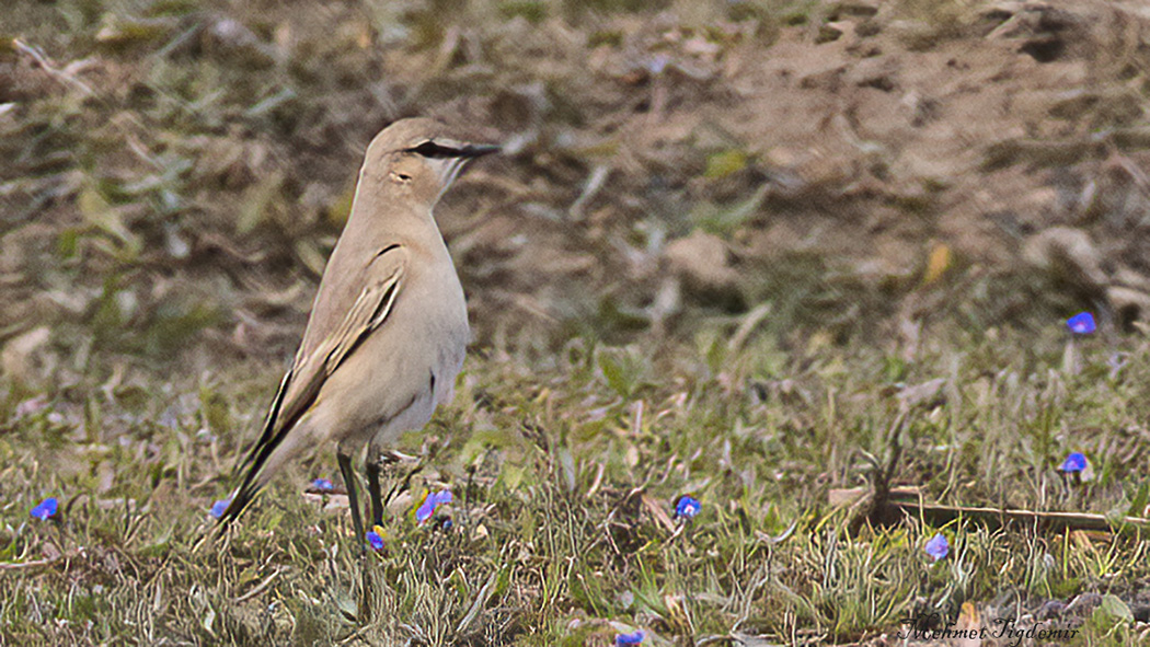 Isabelline Wheatear