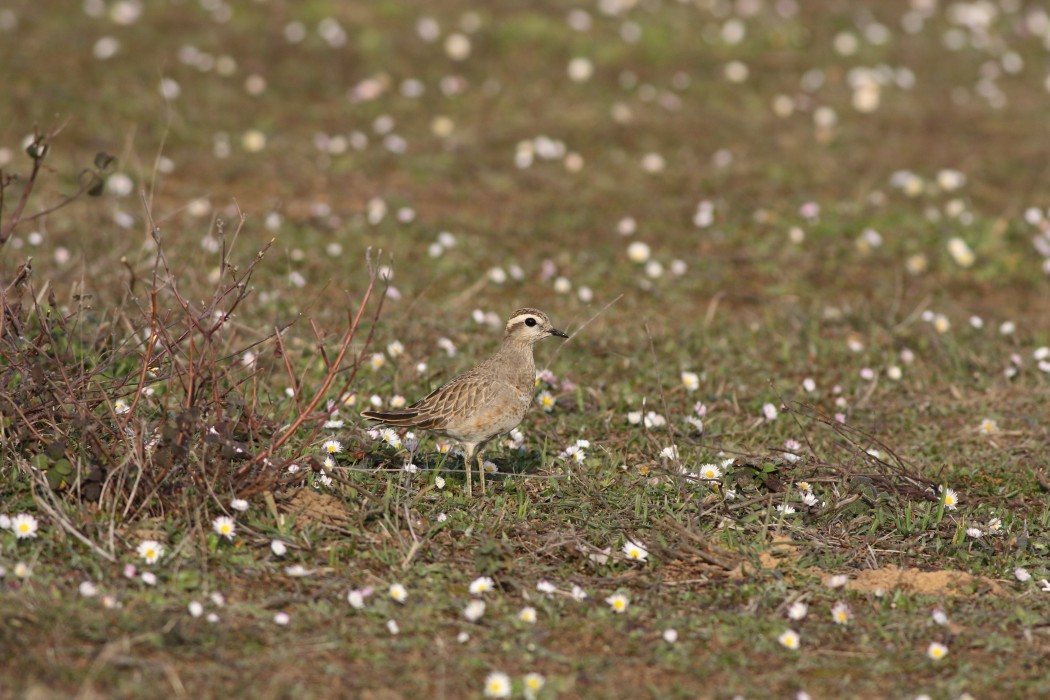 Eurasian Dotterel