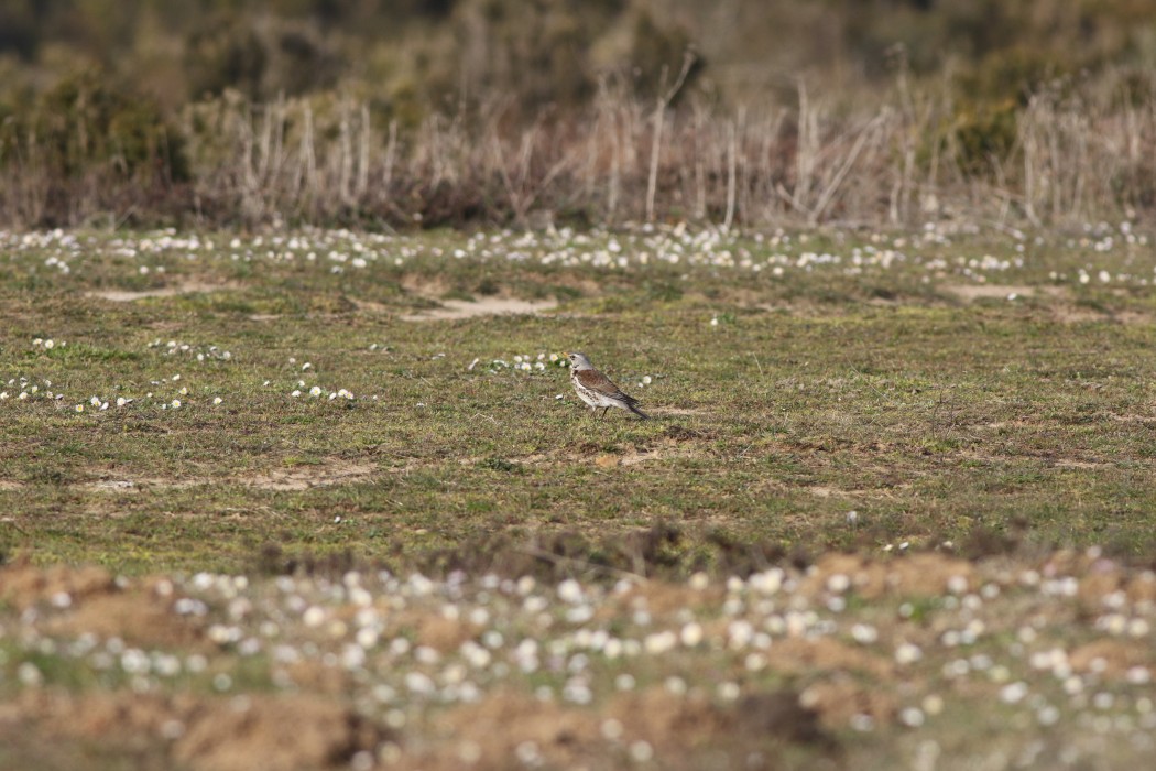 Fieldfare