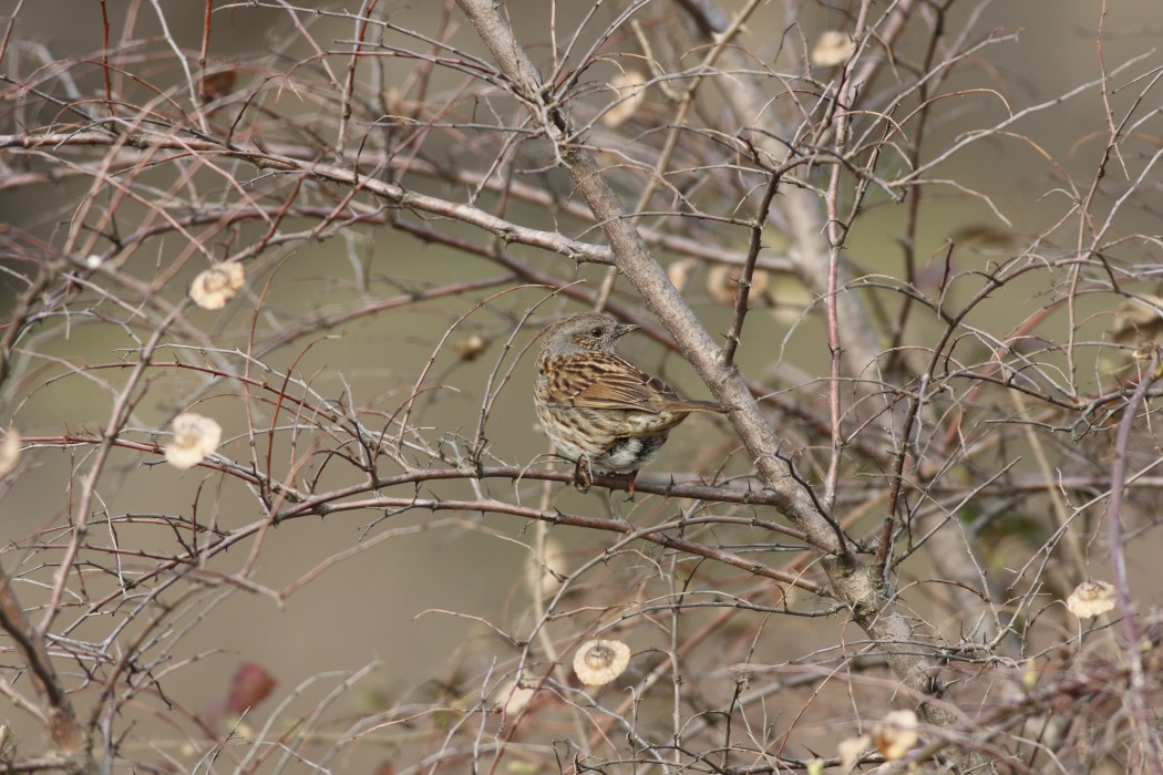 Dunnock