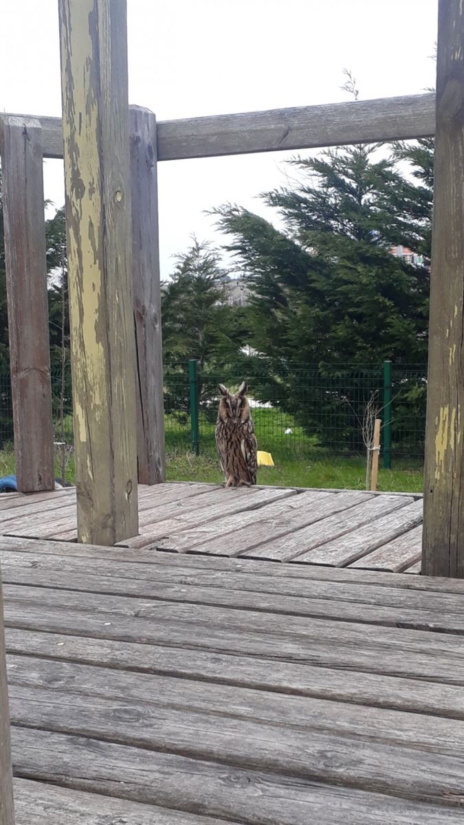 Long-eared Owl