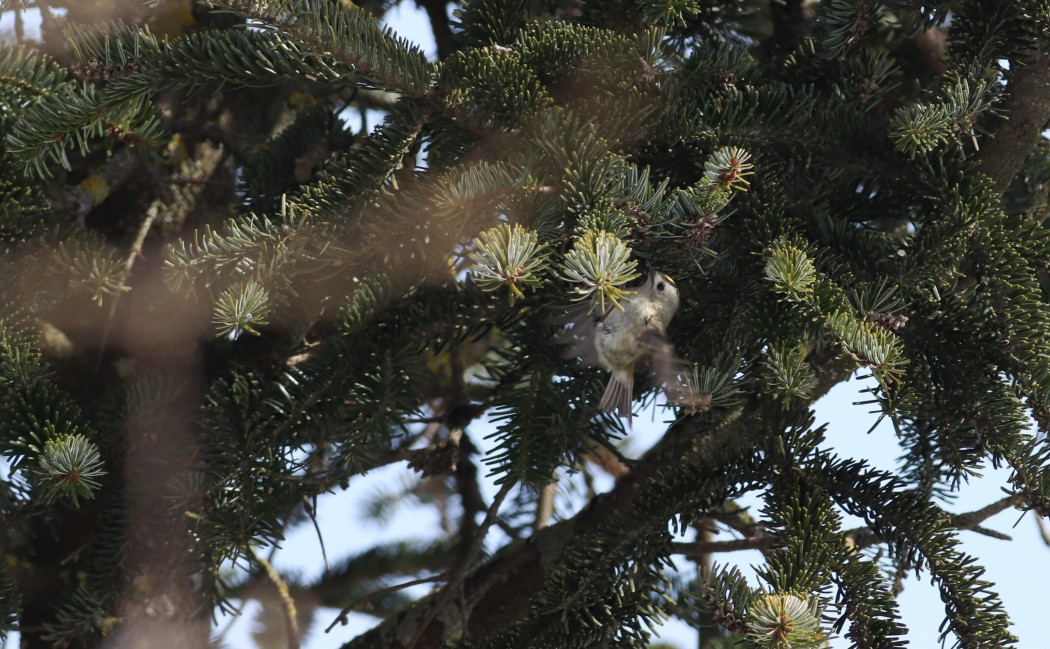 Goldcrest