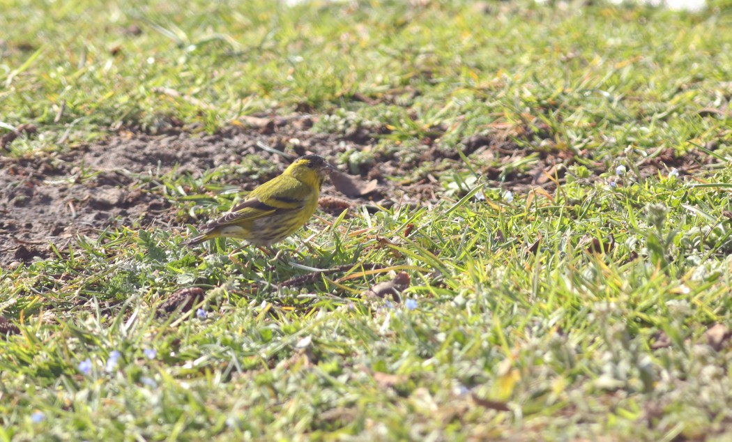Eurasian Siskin