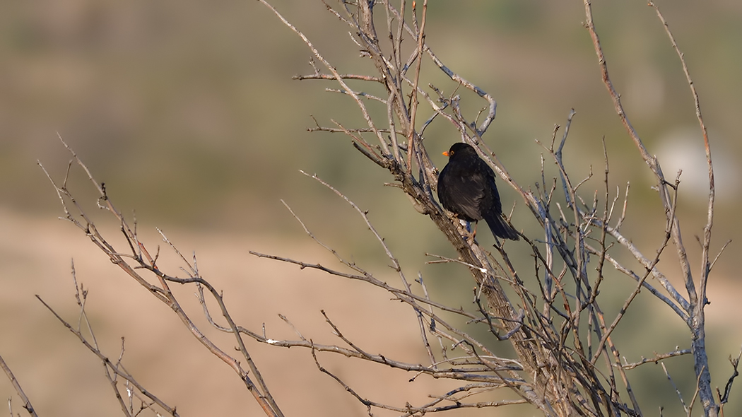 Common Blackbird