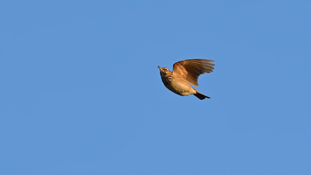 Crested Lark
