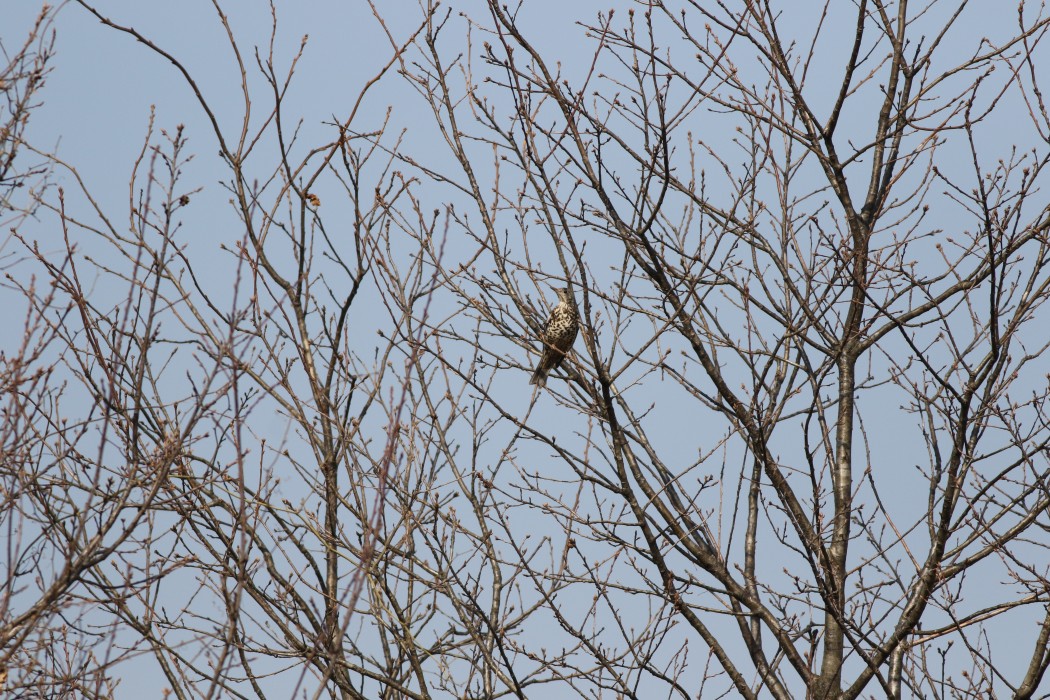 Mistle Thrush