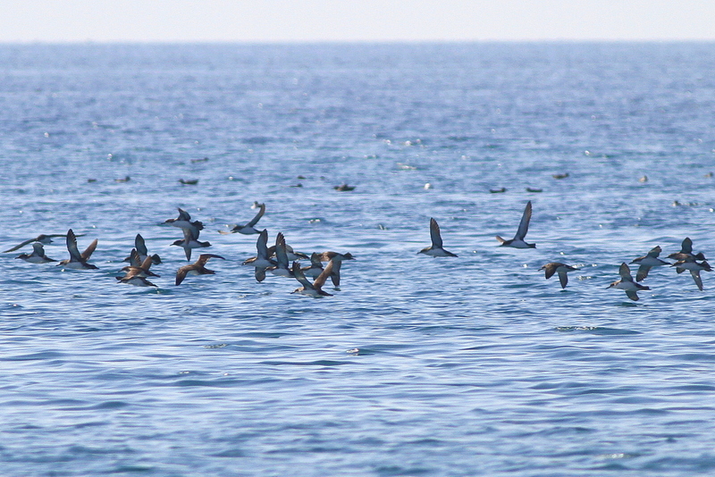 Yelkouan Shearwater