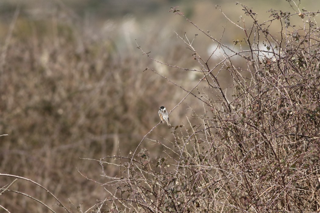 Common Reed Bunting