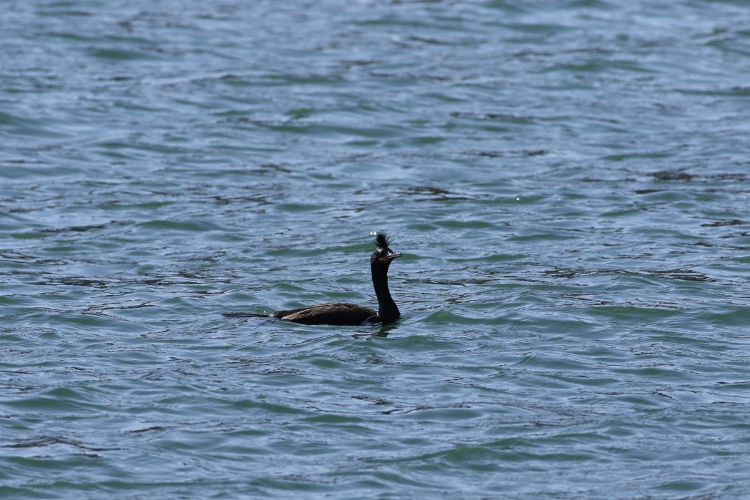 European Shag