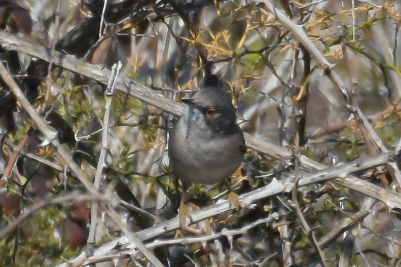 Sardinian Warbler