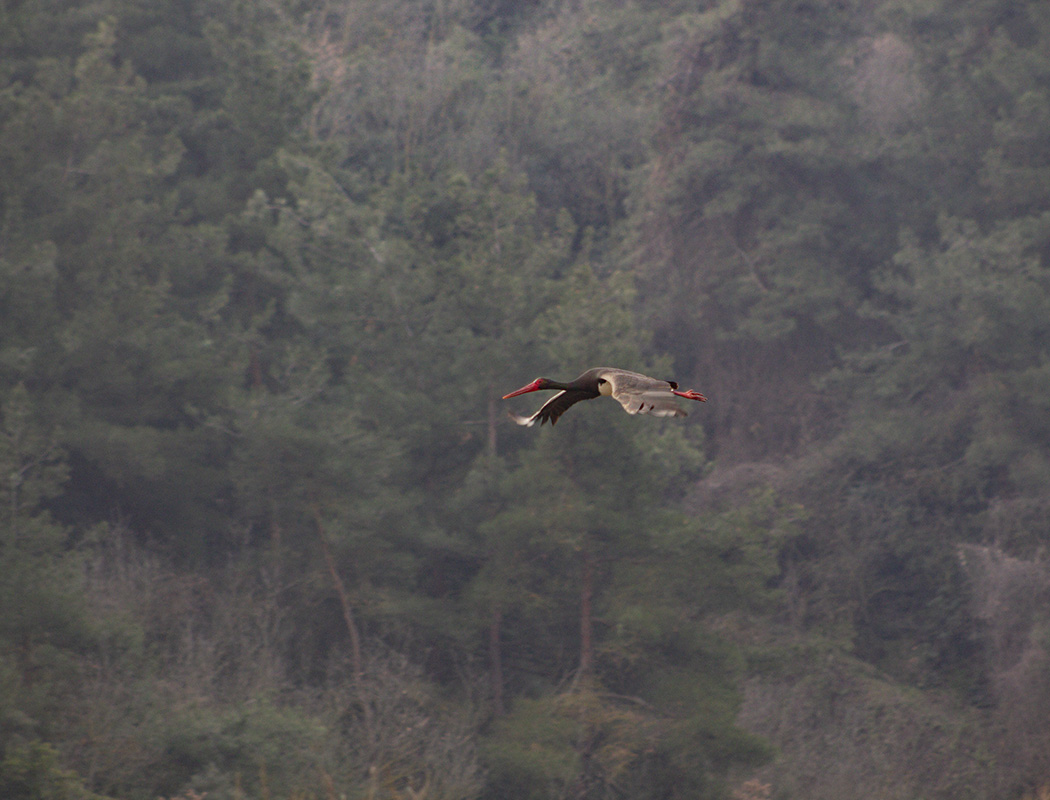 Black Stork