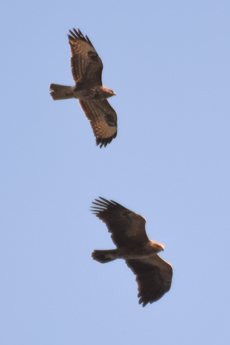 Common Buzzard