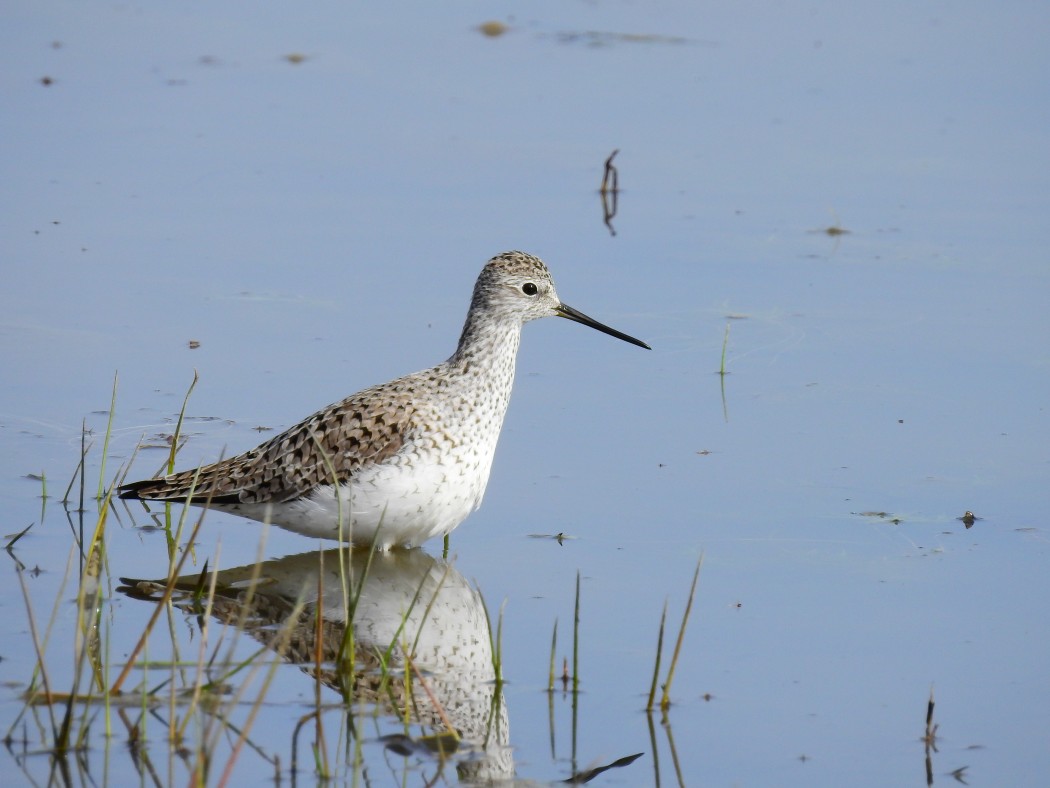 Marsh Sandpiper