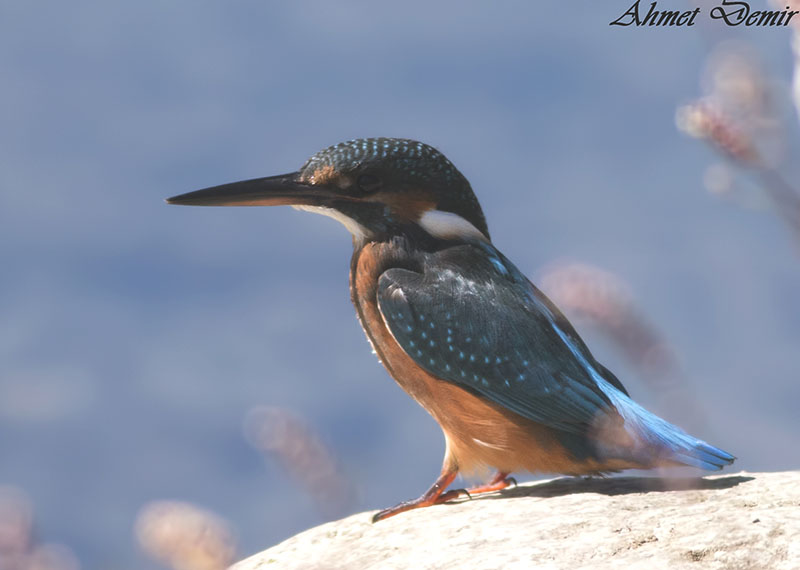Common Kingfisher