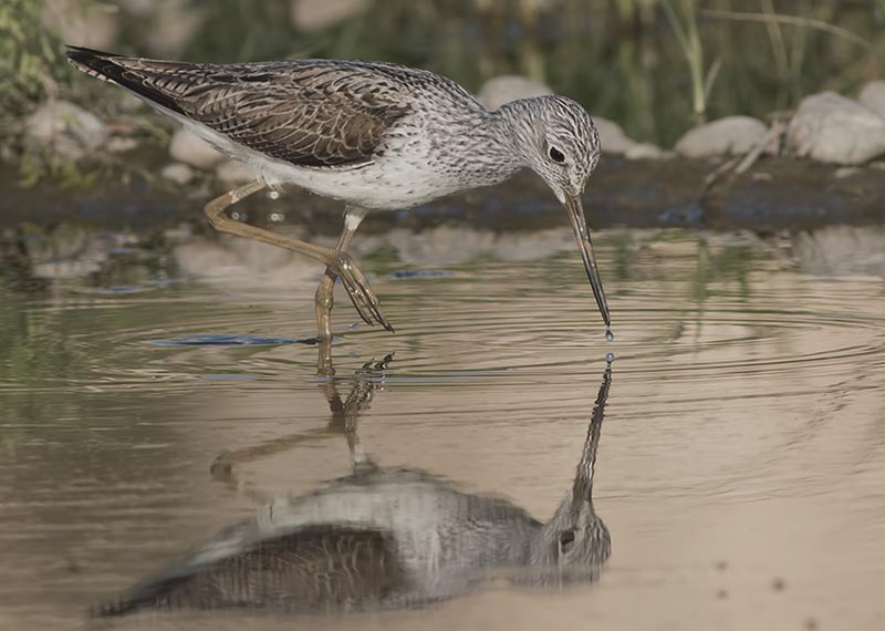 Common Greenshank