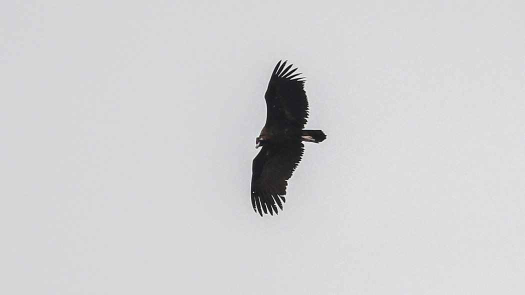 Cinereous Vulture