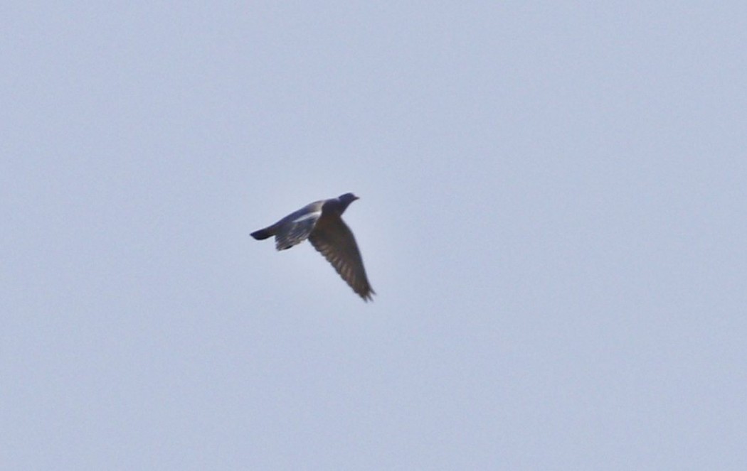 Common Wood Pigeon