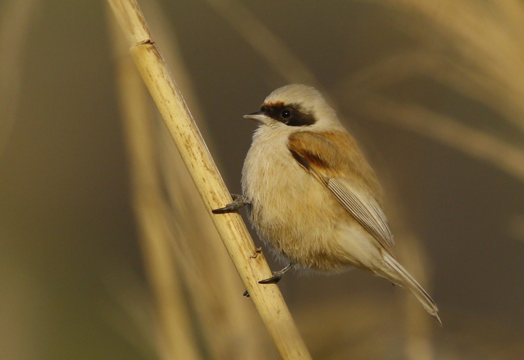 Eurasian Penduline Tit