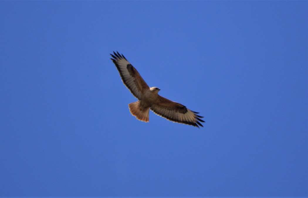 Long-legged Buzzard