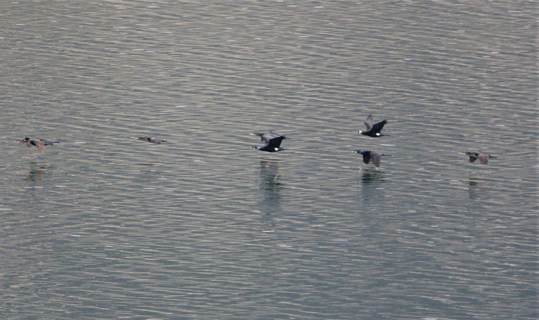 Great Cormorant