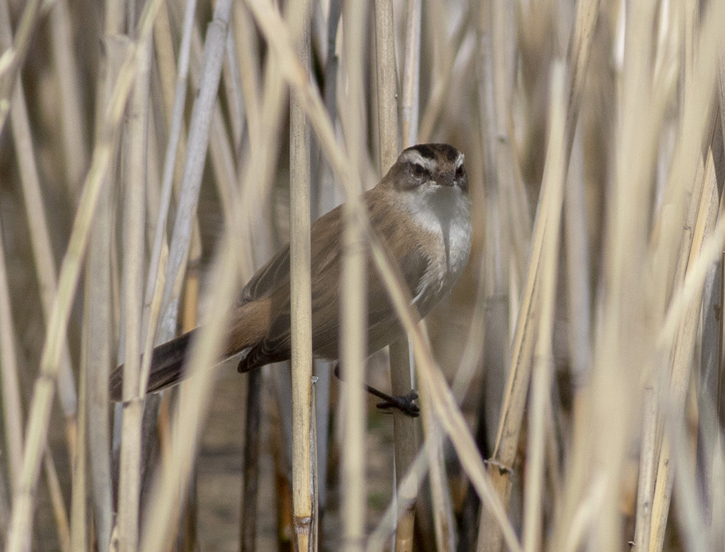 Moustached Warbler