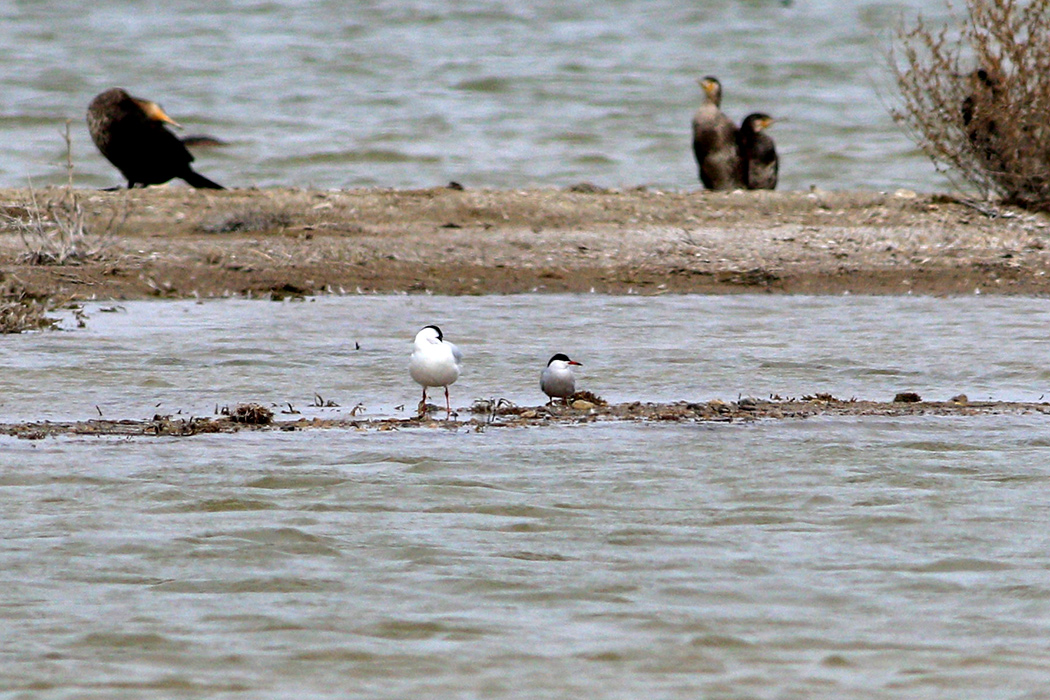 Common Tern