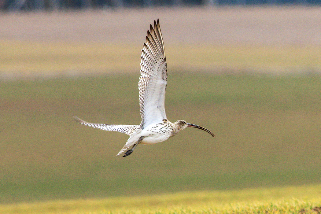 Eurasian Curlew
