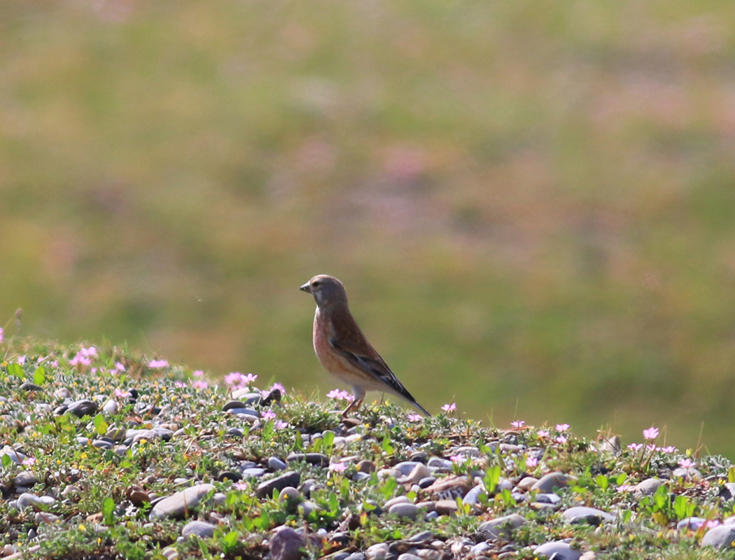 Common Linnet