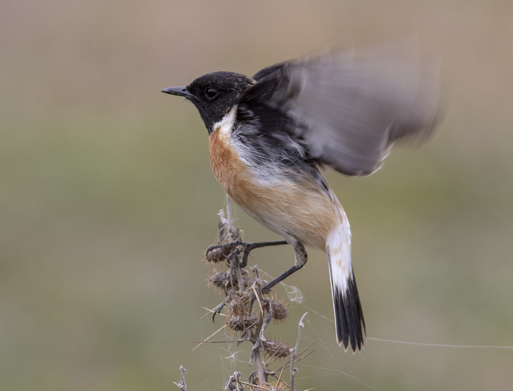 Siberian Stonechat