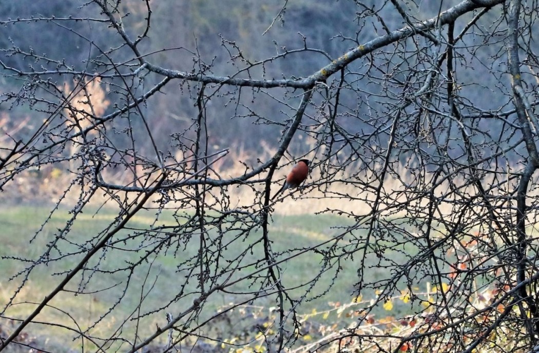 Eurasian Bullfinch
