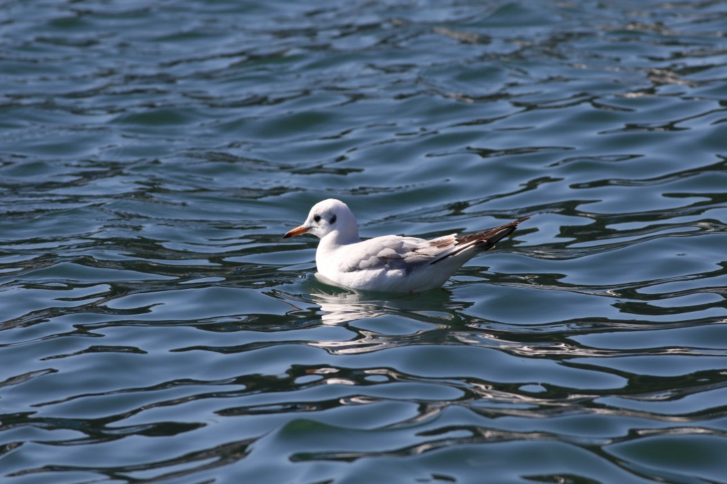 Black-headed Gull
