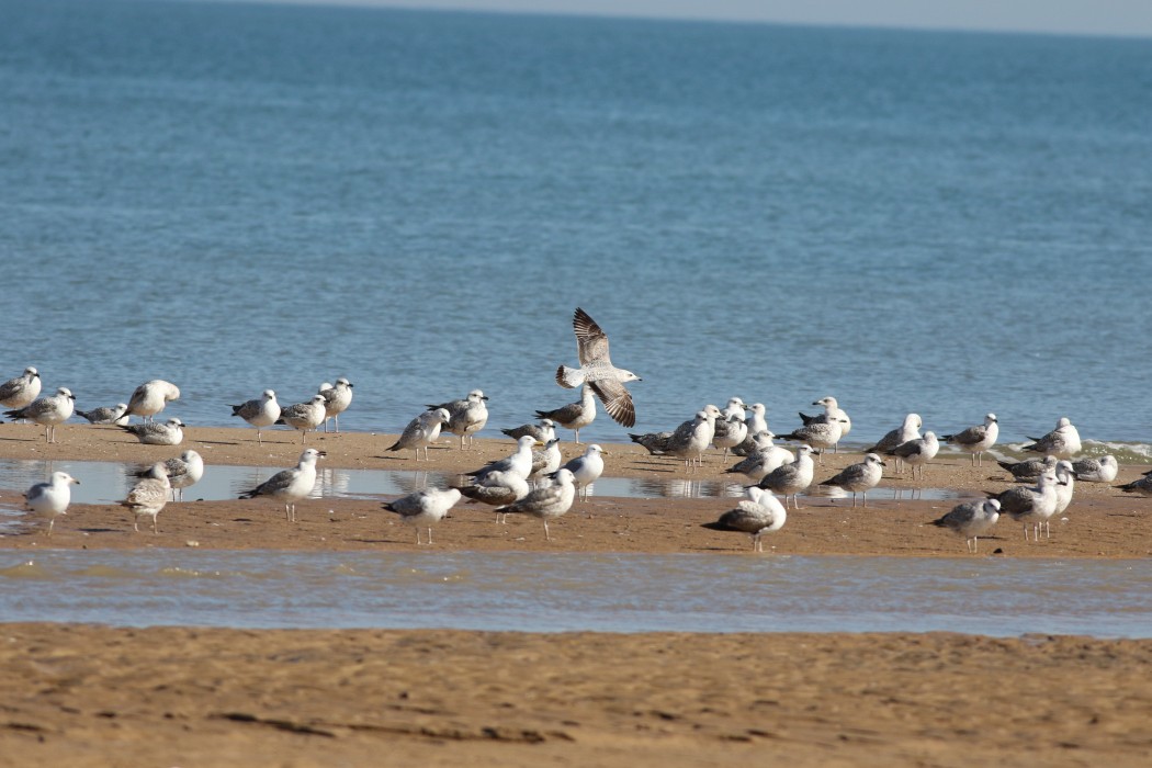 Yellow-legged Gull