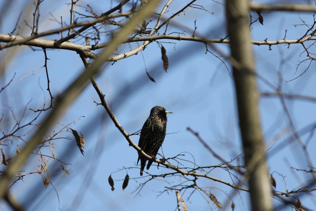 Common Starling