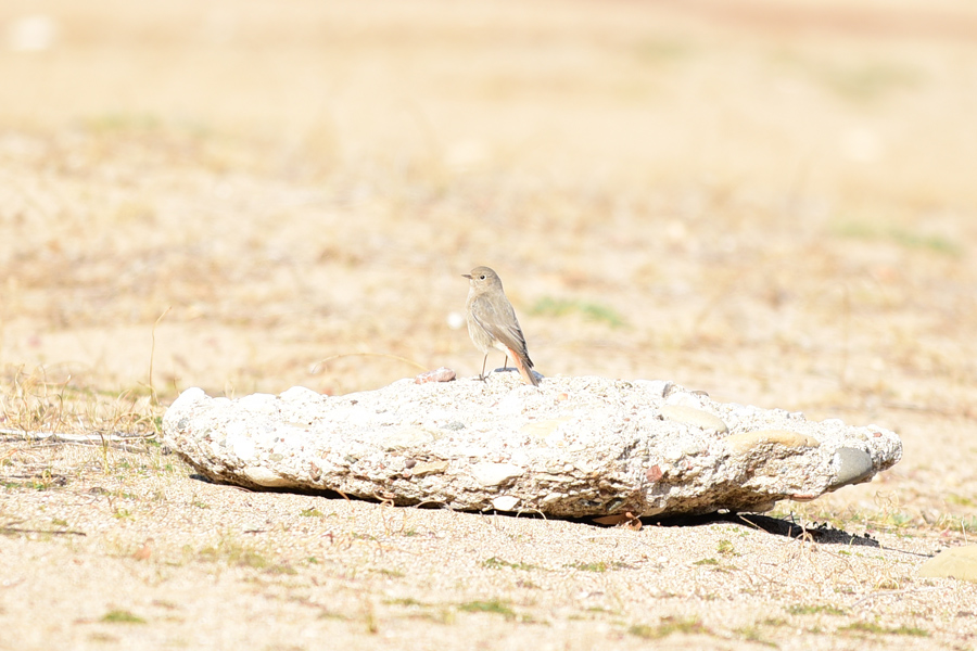 Black Redstart