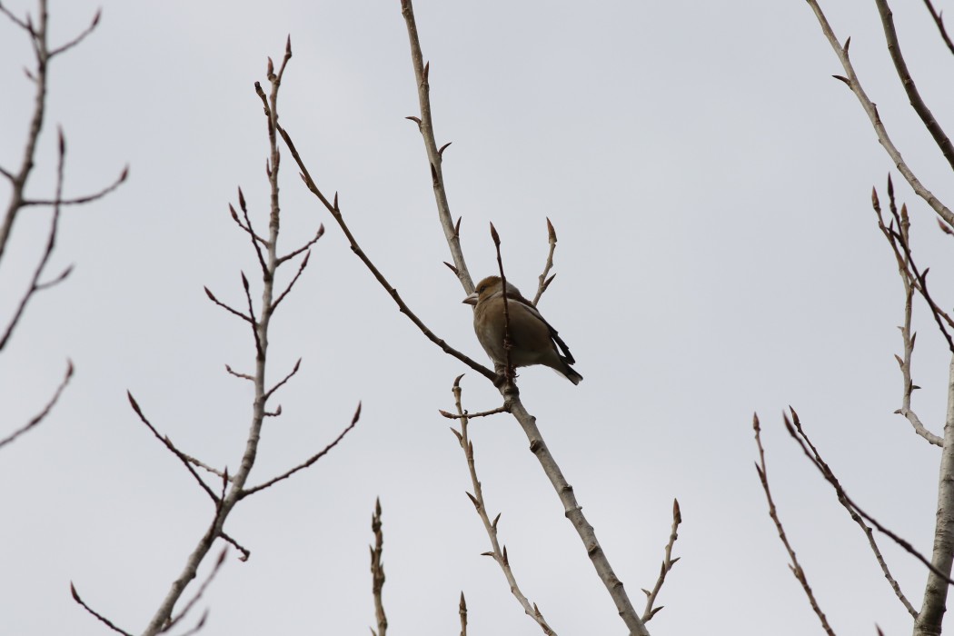 Hawfinch