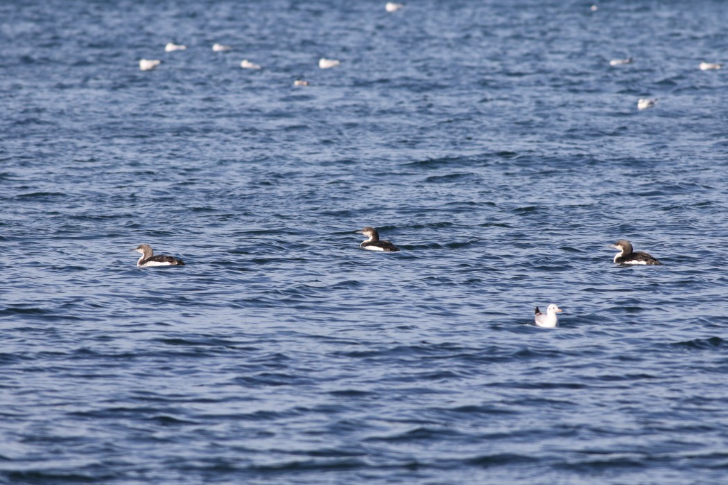 Black-throated Loon