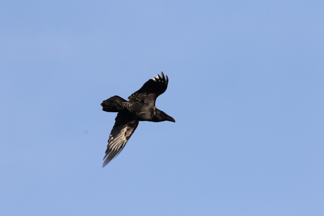 Northern Raven