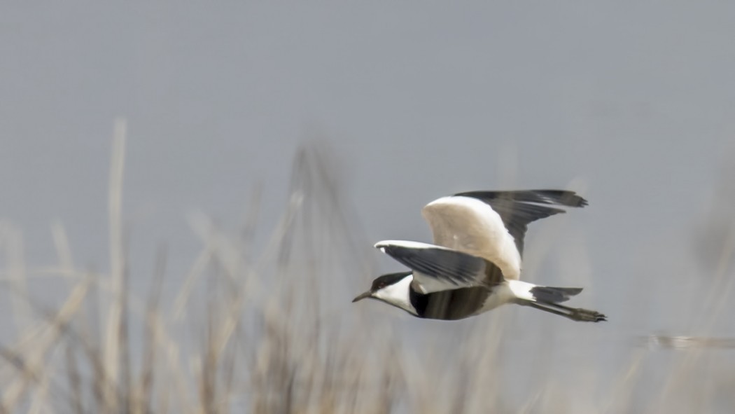 Spur-winged Lapwing
