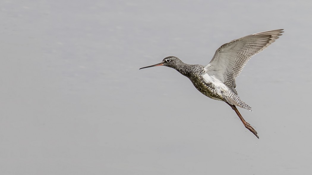Spotted Redshank