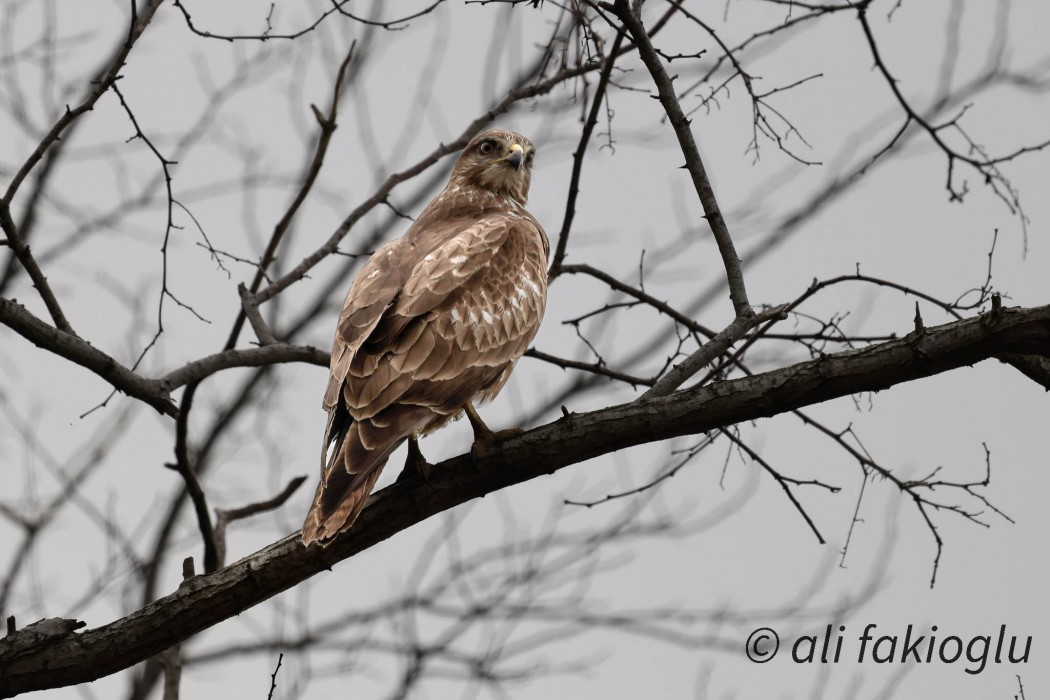 Common Buzzard