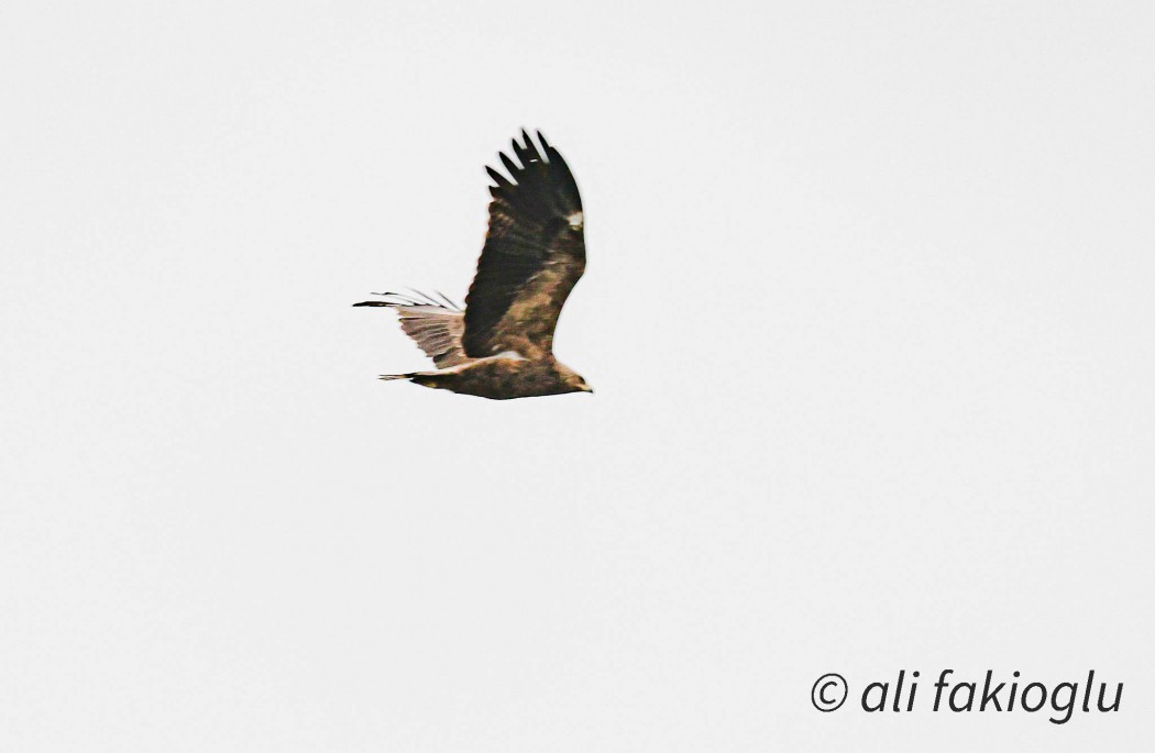 Lesser Spotted Eagle