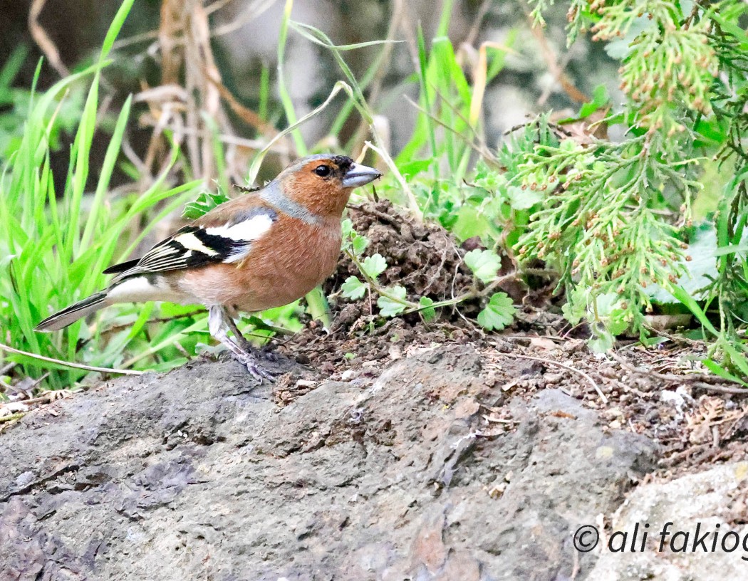 Eurasian Chaffinch