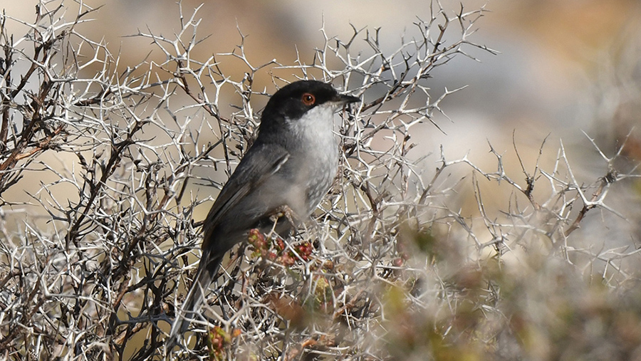 Sardinian Warbler