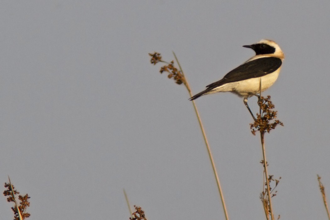 Black-eared Wheatear