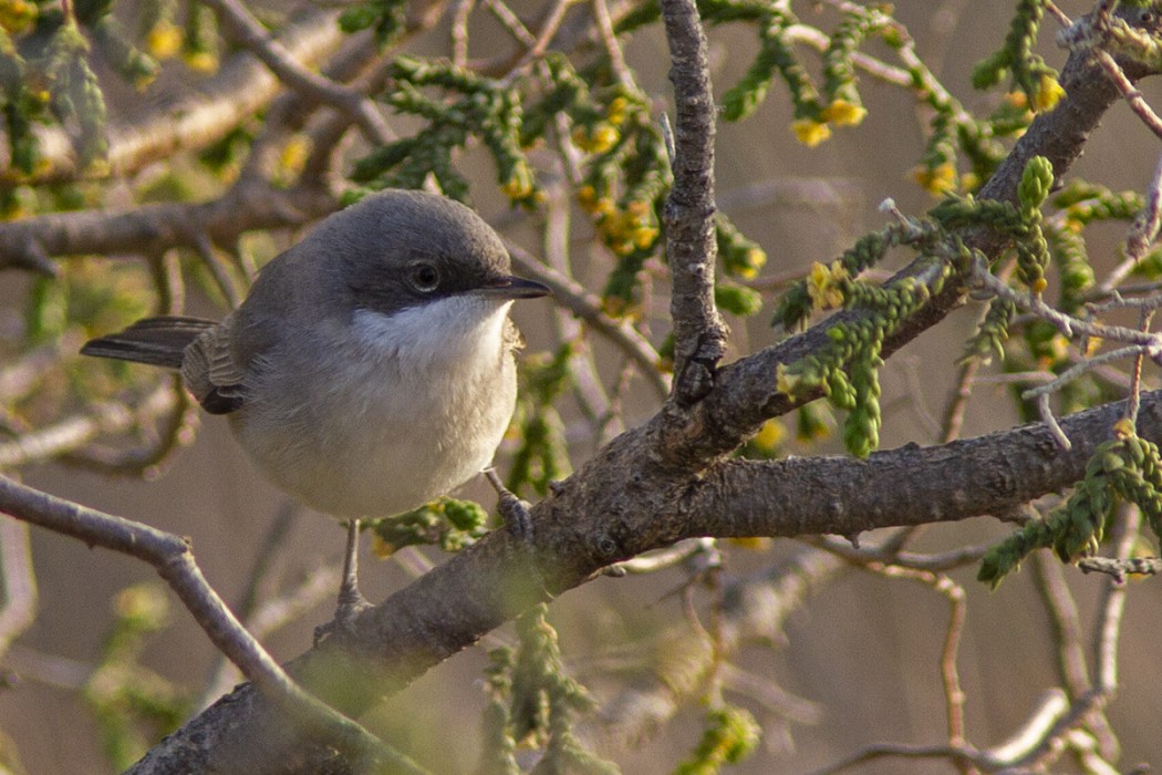 Lesser Whitethroat